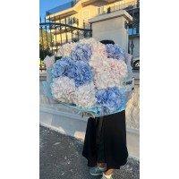 Тіват, Чорногорія - Букет з 13 гортензій