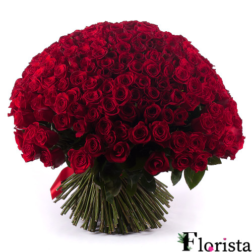 Rote Rosen Amore 250 Stück