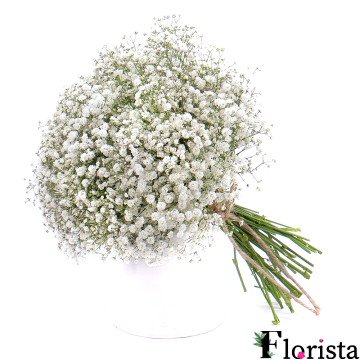 Bouquet of gypsophila