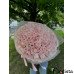 Kyiv, Ukraine - Bouquet of 101 roses